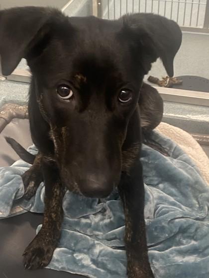 Enlarge Scully, a Adoptable mixed breed in Roseville, CA image 3/3