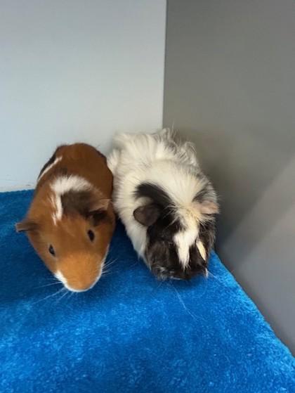 Enlarge Fluffy, a Adoptable mixed breed in Erin, ON image 2/2