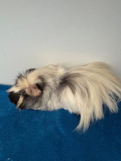 Enlarge Fluffy, a Adoptable mixed breed in Erin, ON image 2/2