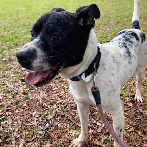 Tank, Adoptable, Adult Male Mixed Breed.