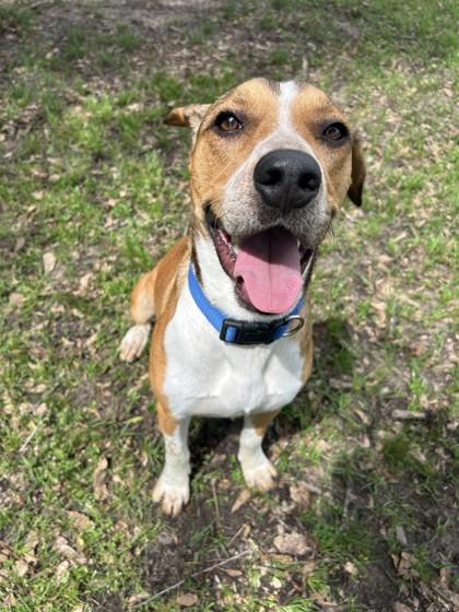 Peanut, Adoptable, Young Male Beagle.