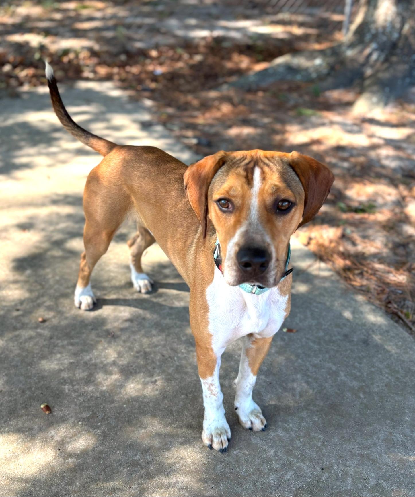 Peanut, Adoptable, Young Male Beagle.