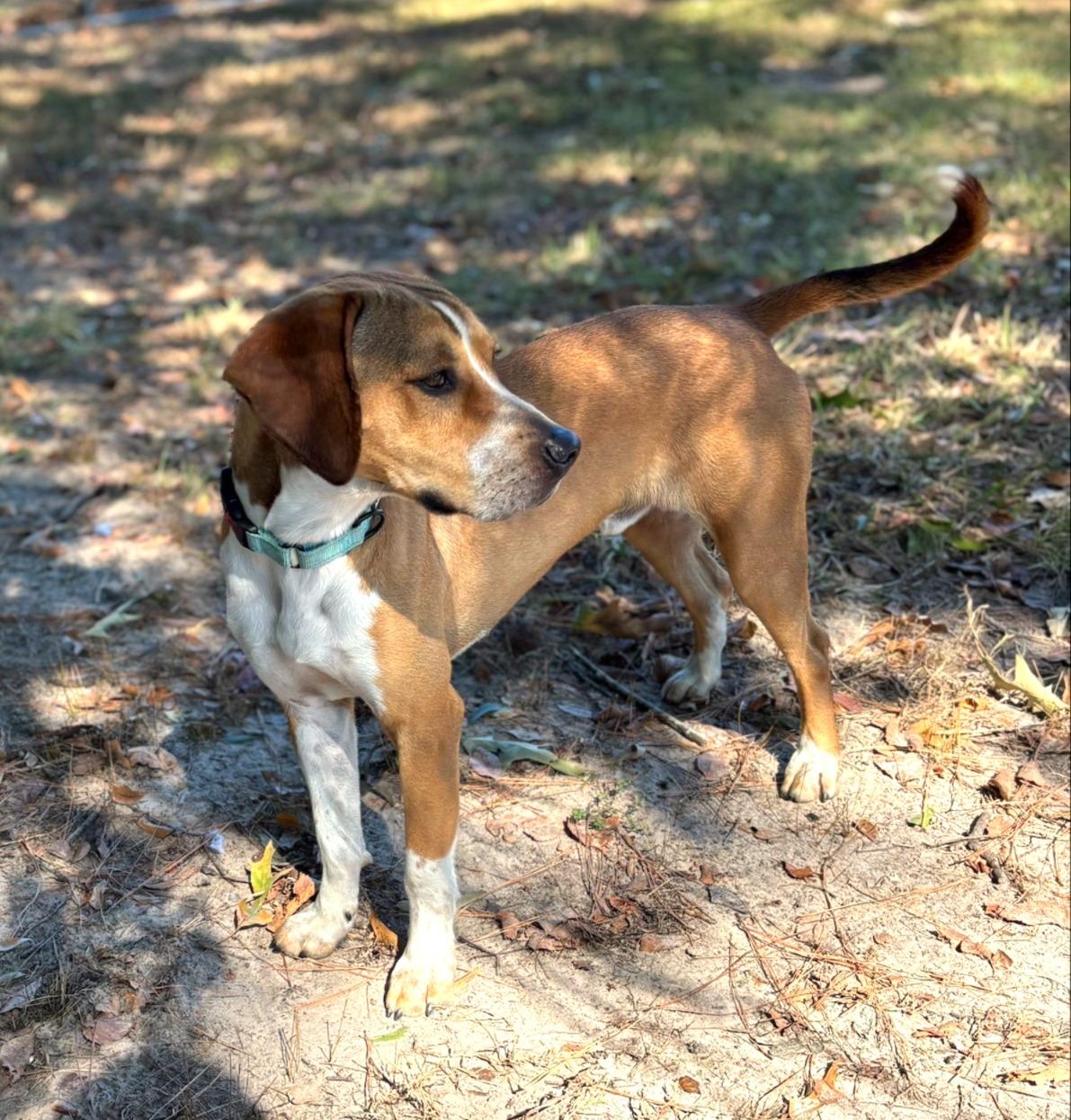 Enlarge Peanut, a Adoptable mixed breed in Lufkin, TX image 3/3