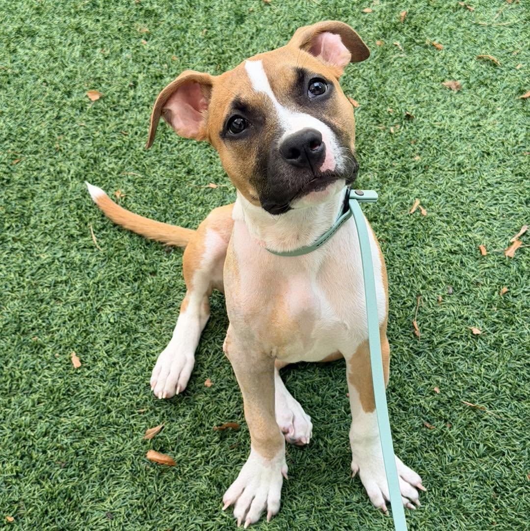 Dilly, Adoptable, Puppy Female Boxer.