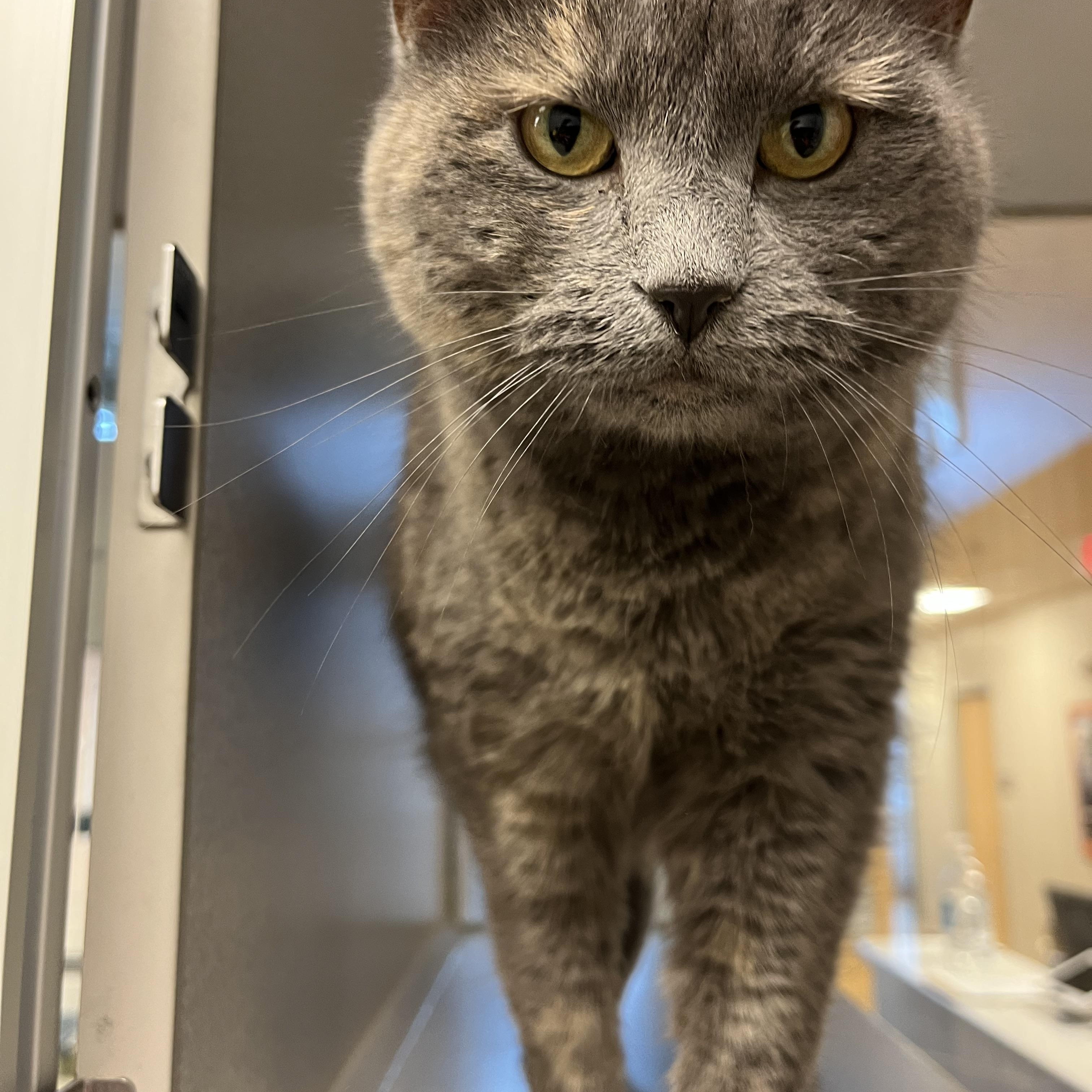 Enlarge Church, an adopted mixed breed in Cedar Rapids, IA image 4/4