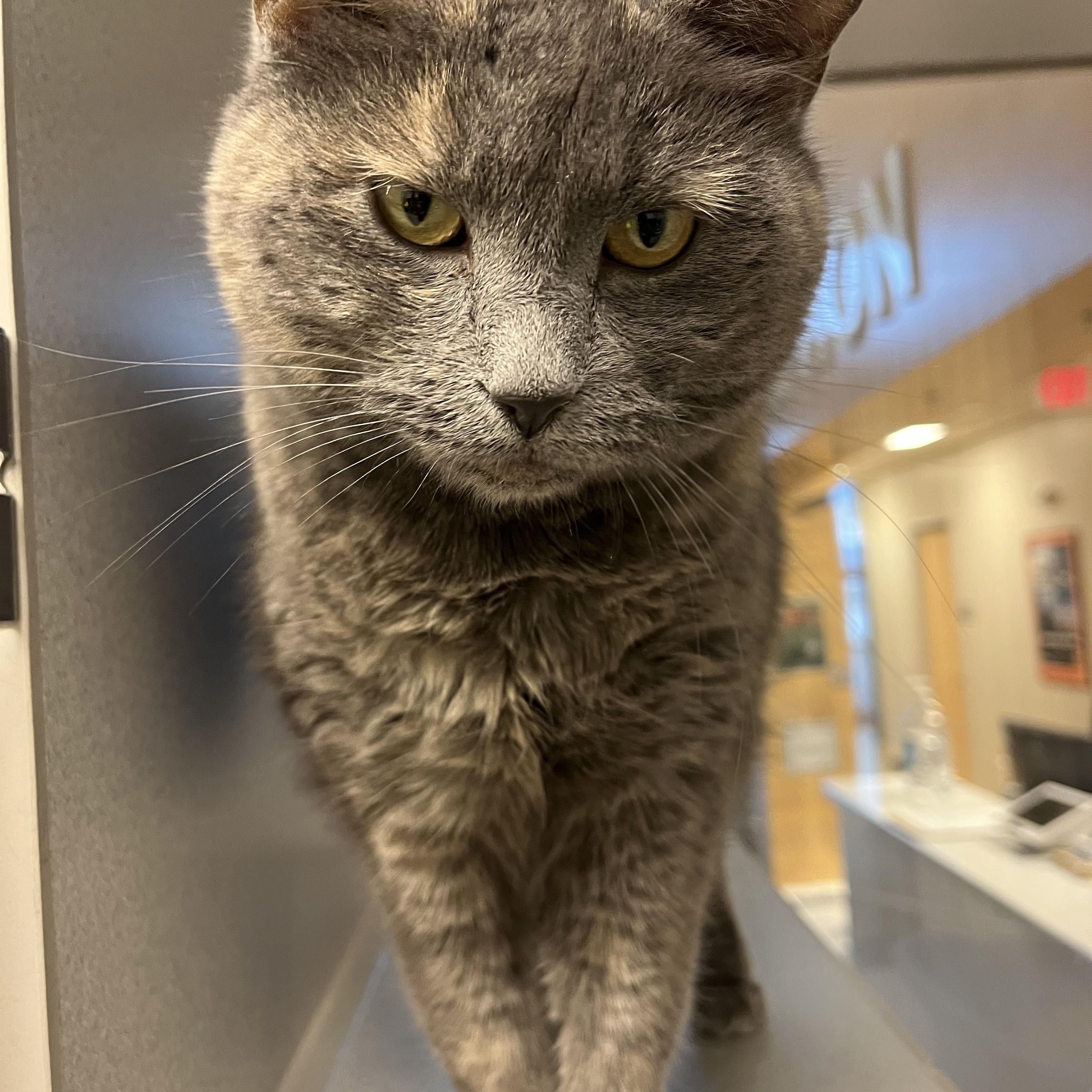 Enlarge Church, an adopted mixed breed in Cedar Rapids, IA image 2/4