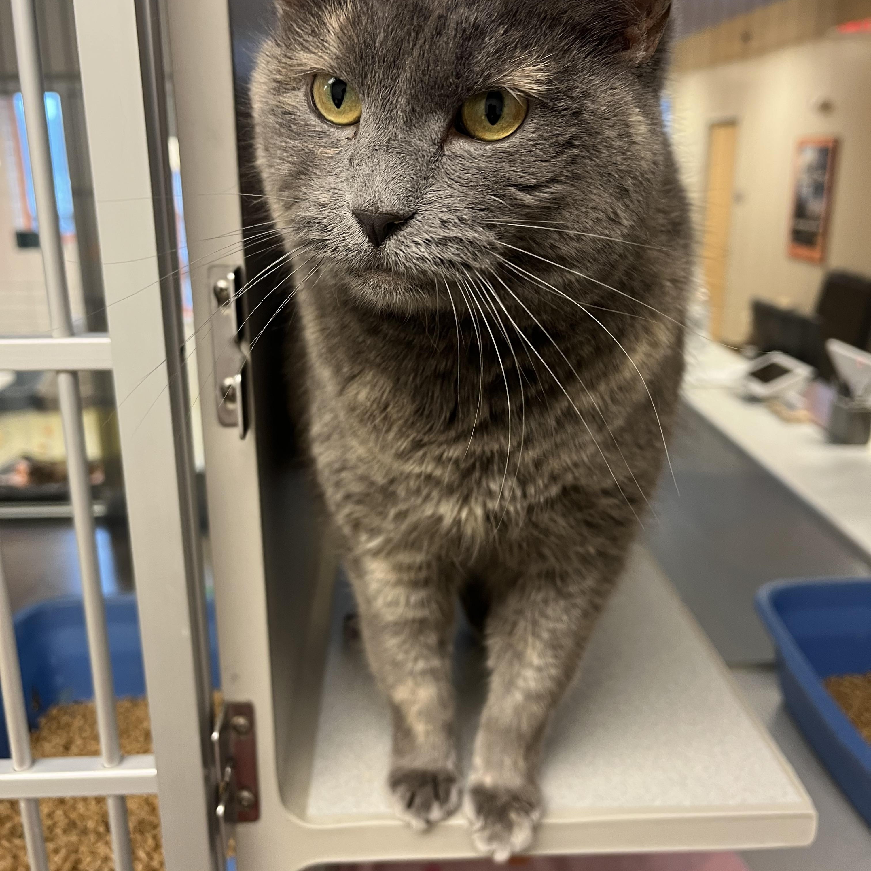 Enlarge Church, an adopted mixed breed in Cedar Rapids, IA image 1/4