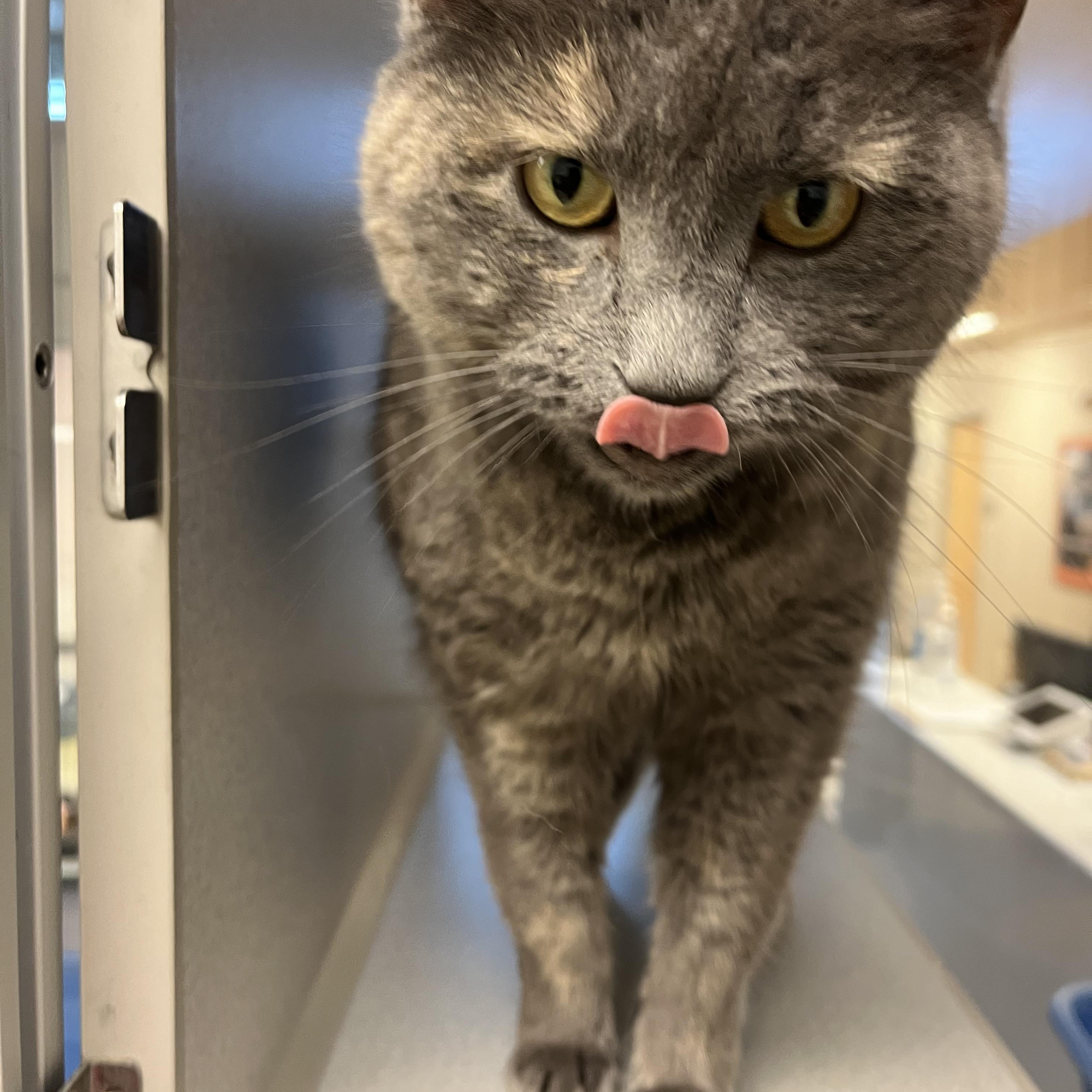 Enlarge Church, an adopted mixed breed in Cedar Rapids, IA image 3/4