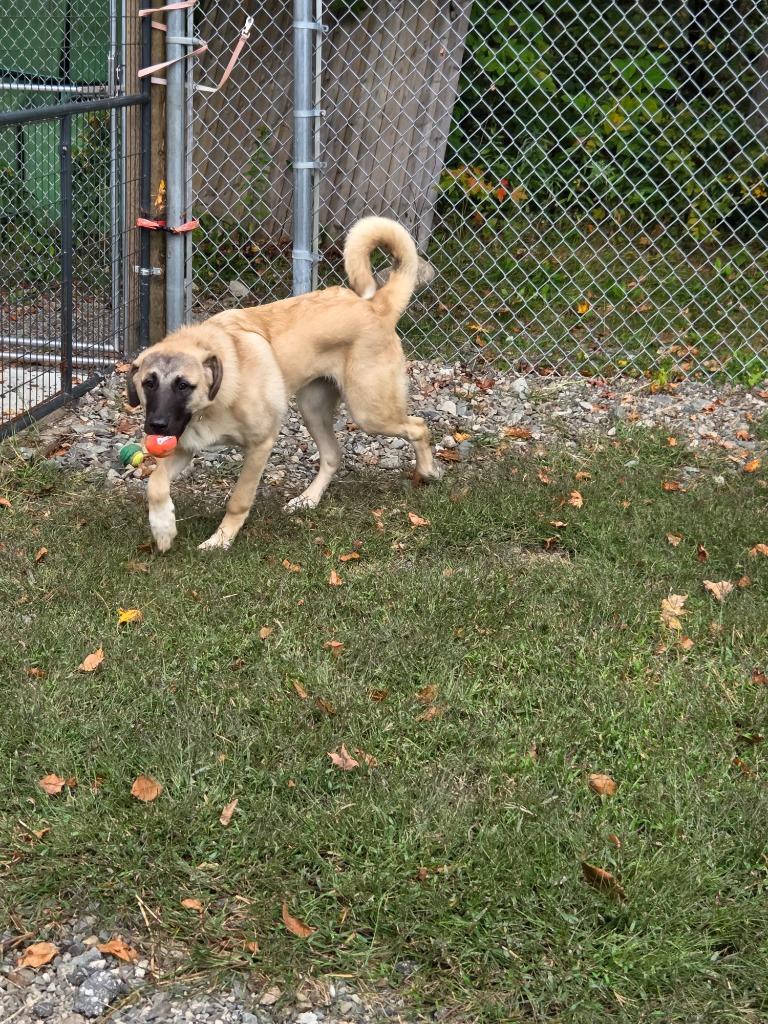 Enlarge Zoey, a Adoptable Anatolian Shepherd in Lunenburg, VT image 1/5