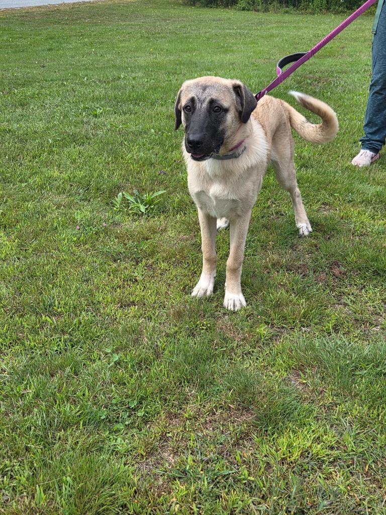 Enlarge Zoey, a Adoptable Anatolian Shepherd in Lunenburg, VT image 2/5