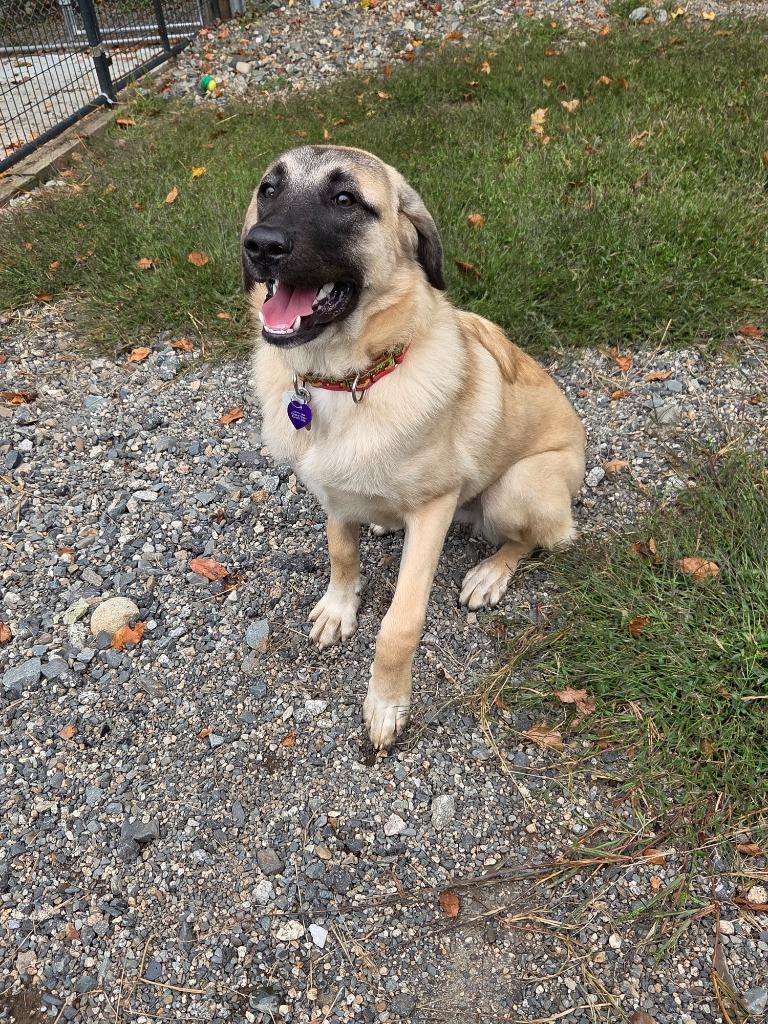 Enlarge Zoey, a Adoptable Anatolian Shepherd in Lunenburg, VT image 3/5