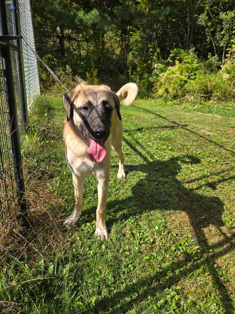 Enlarge Zoey, a Adoptable Anatolian Shepherd in Lunenburg, VT image 4/5