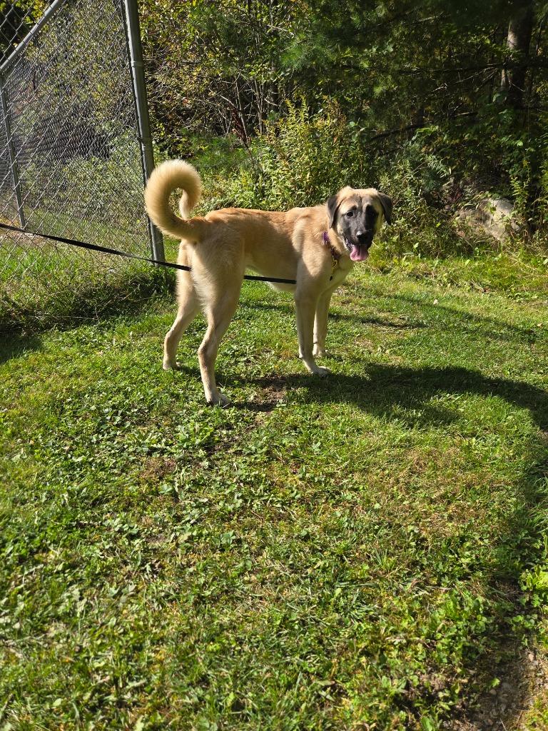 Enlarge Zoey, a Adoptable Anatolian Shepherd in Lunenburg, VT image 5/5