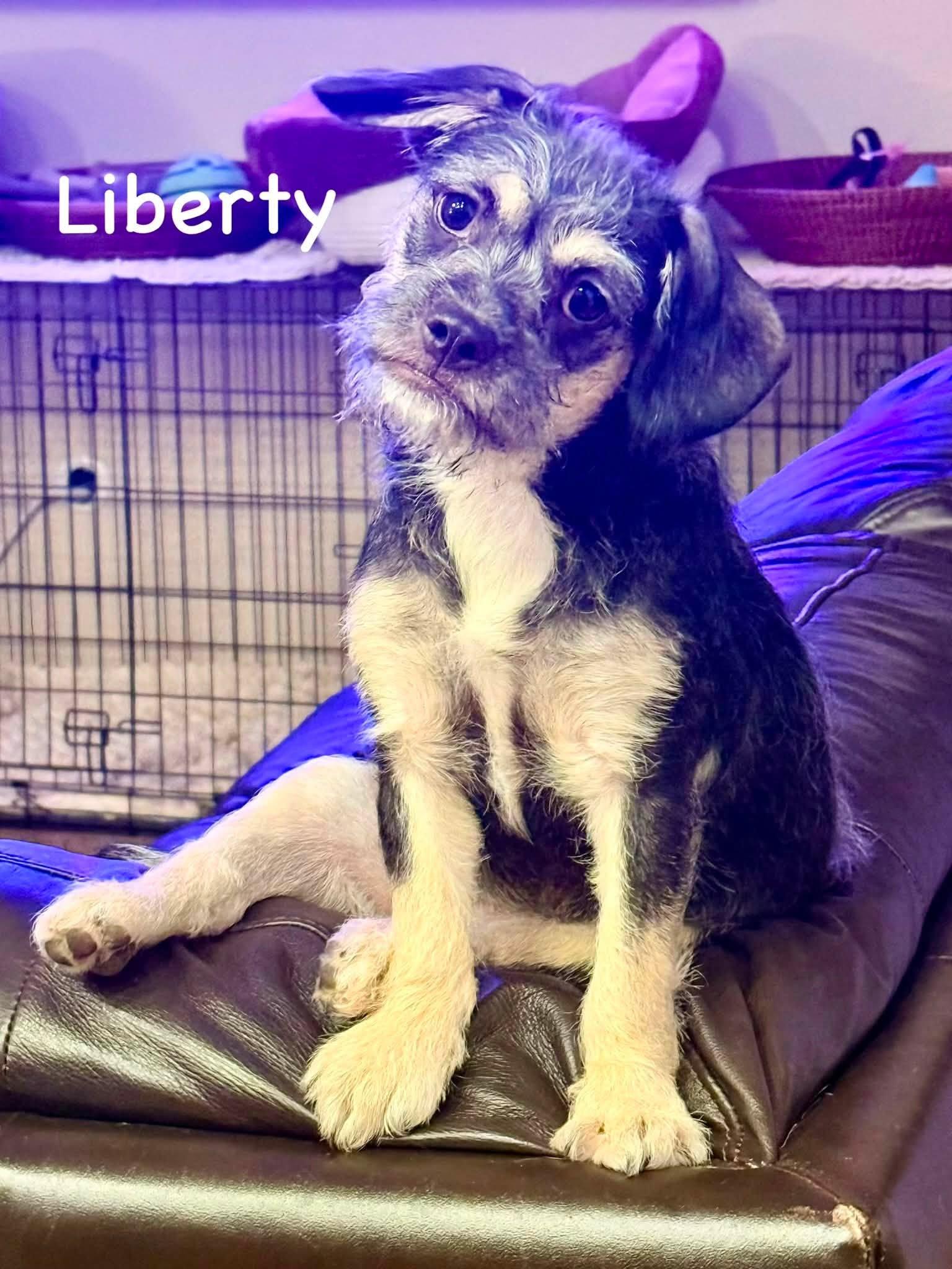 Liberty, Adoptable, Puppy Female Terrier & Border Terrier.