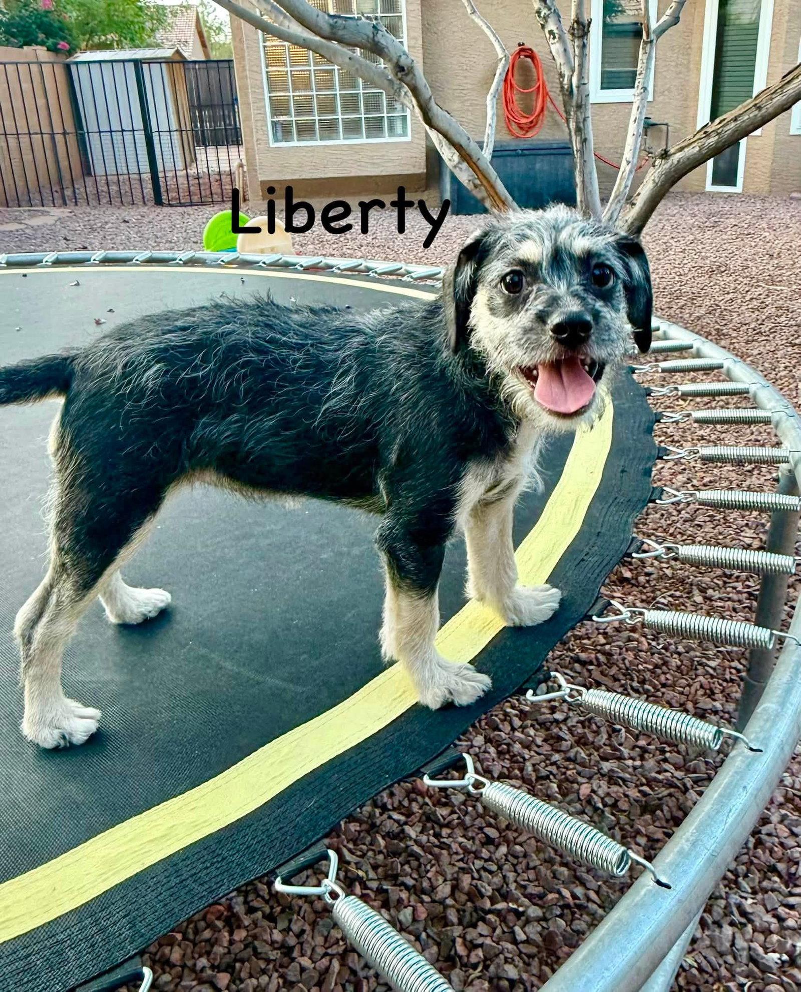 Liberty, a Adoptable mixed breed in Phoenix, AZ image 2/3