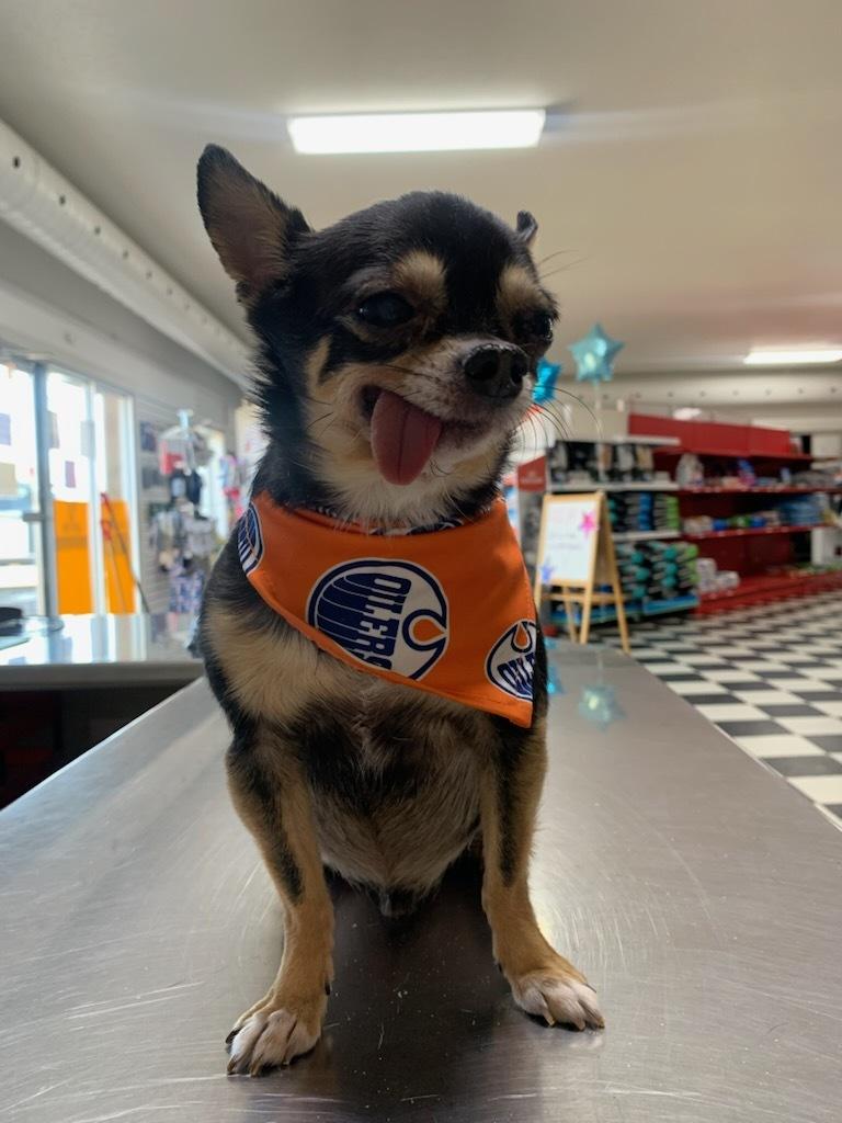 Remi, ADOPTABLE, Senior Male Chihuahua.