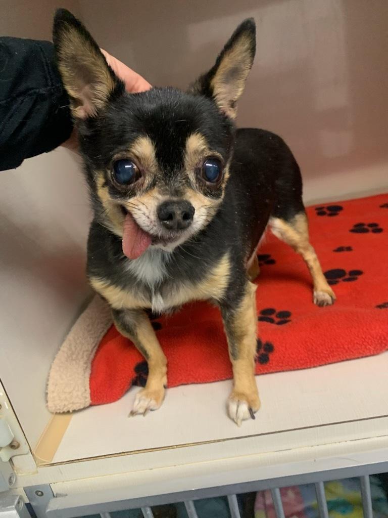 Enlarge Remi, a ADOPTABLE Chihuahua in wetaskiwin, AB image 2/2
