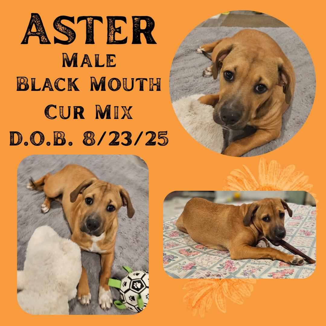 Enlarge Aster, an adopted mixed breed in Fort Lupton, CO image 1/1