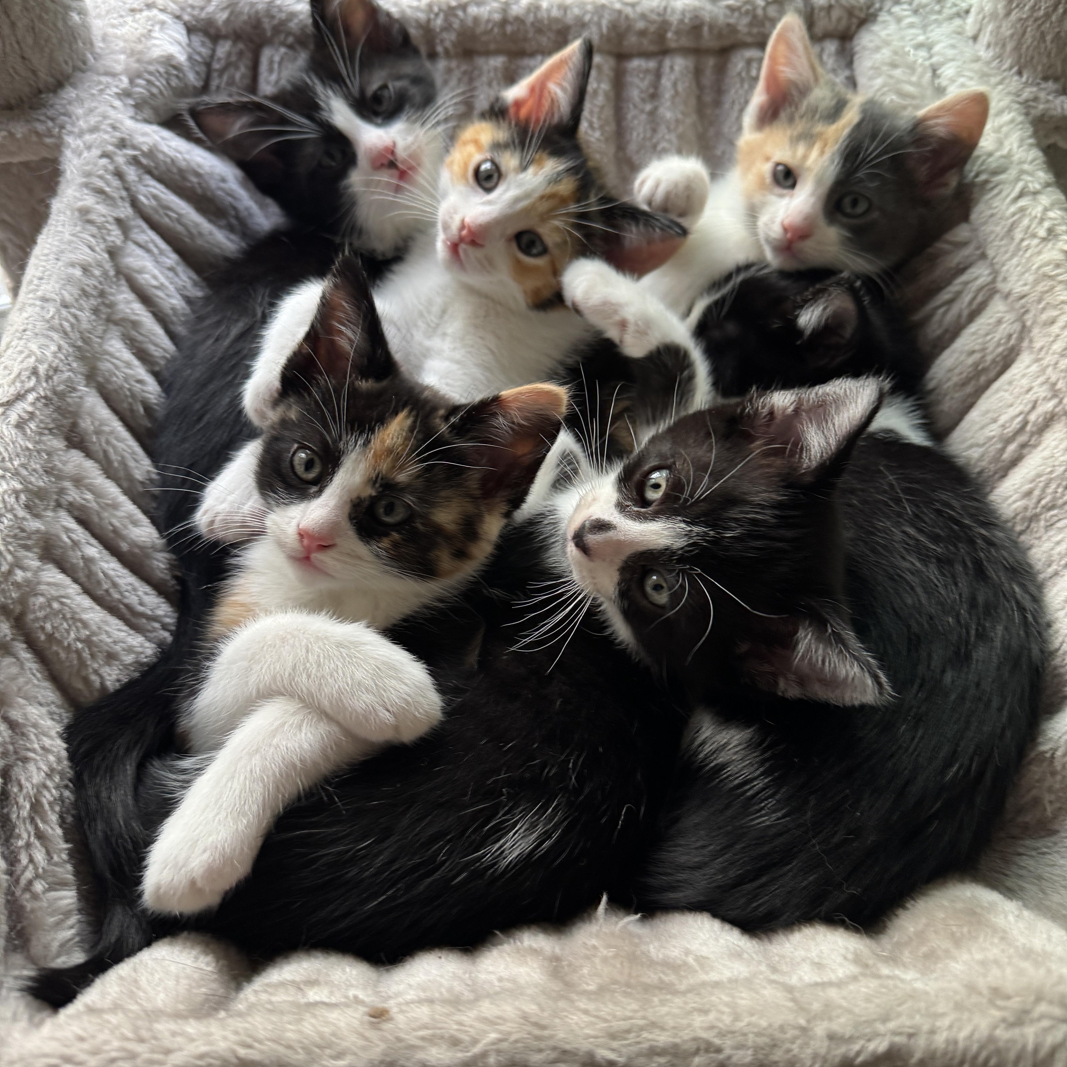 Schitts Creek Litter: David & Alexis , adopted, Kitten Male Calico & Tuxedo.