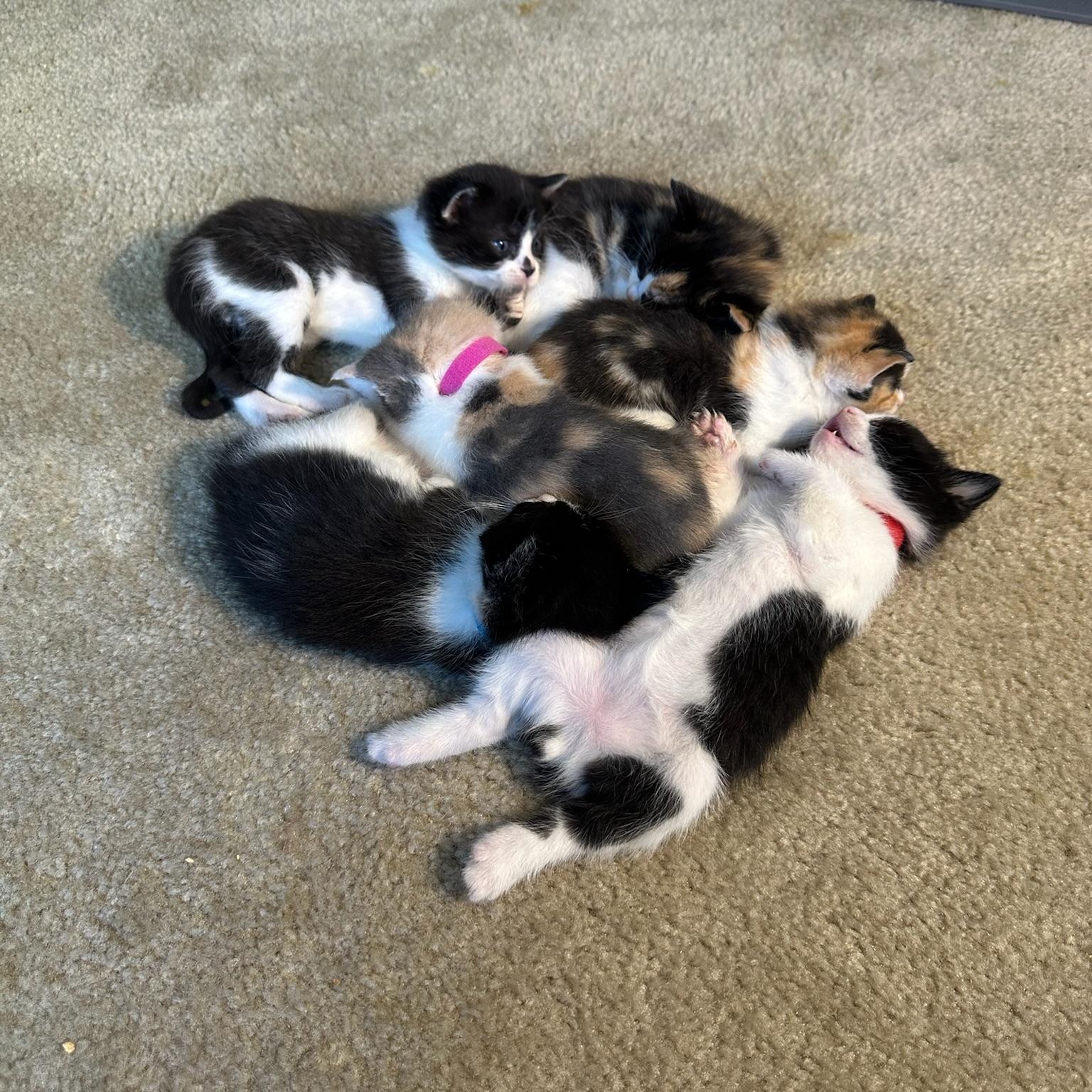 Enlarge Schitts Creek Litter: David & Alexis , an adopted mixed breed in San Francisco, CA image 2/6