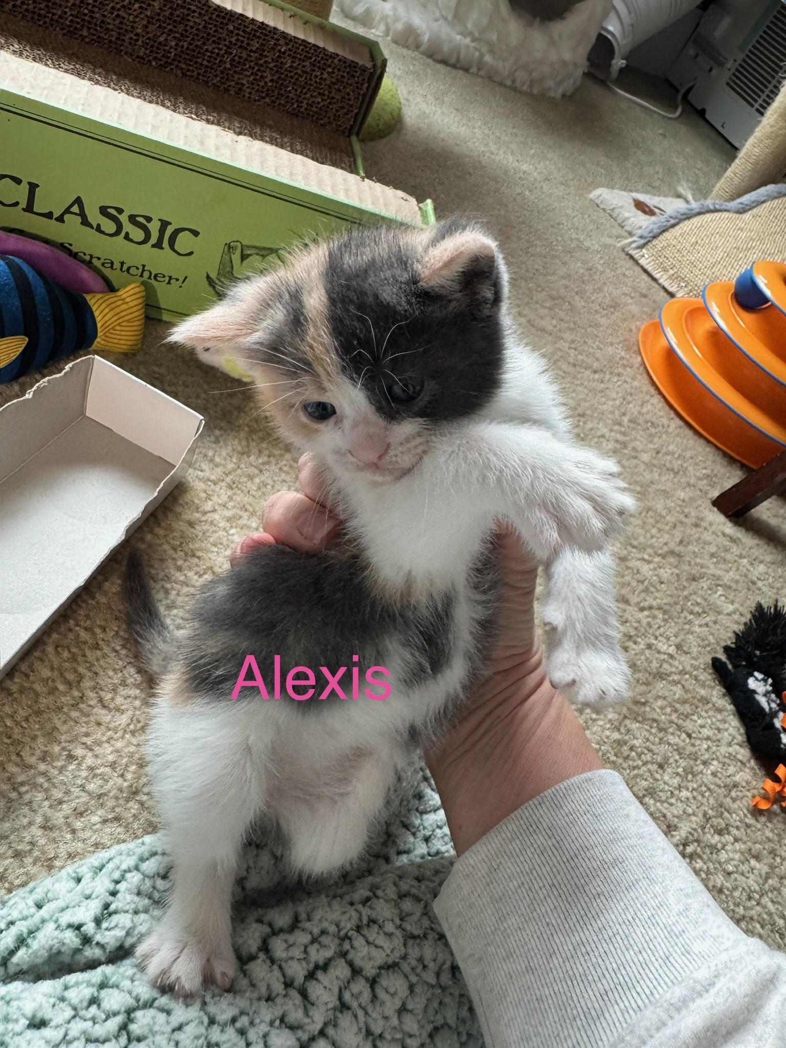 Enlarge Schitts Creek Litter: David & Alexis , an adopted mixed breed in San Francisco, CA image 3/6