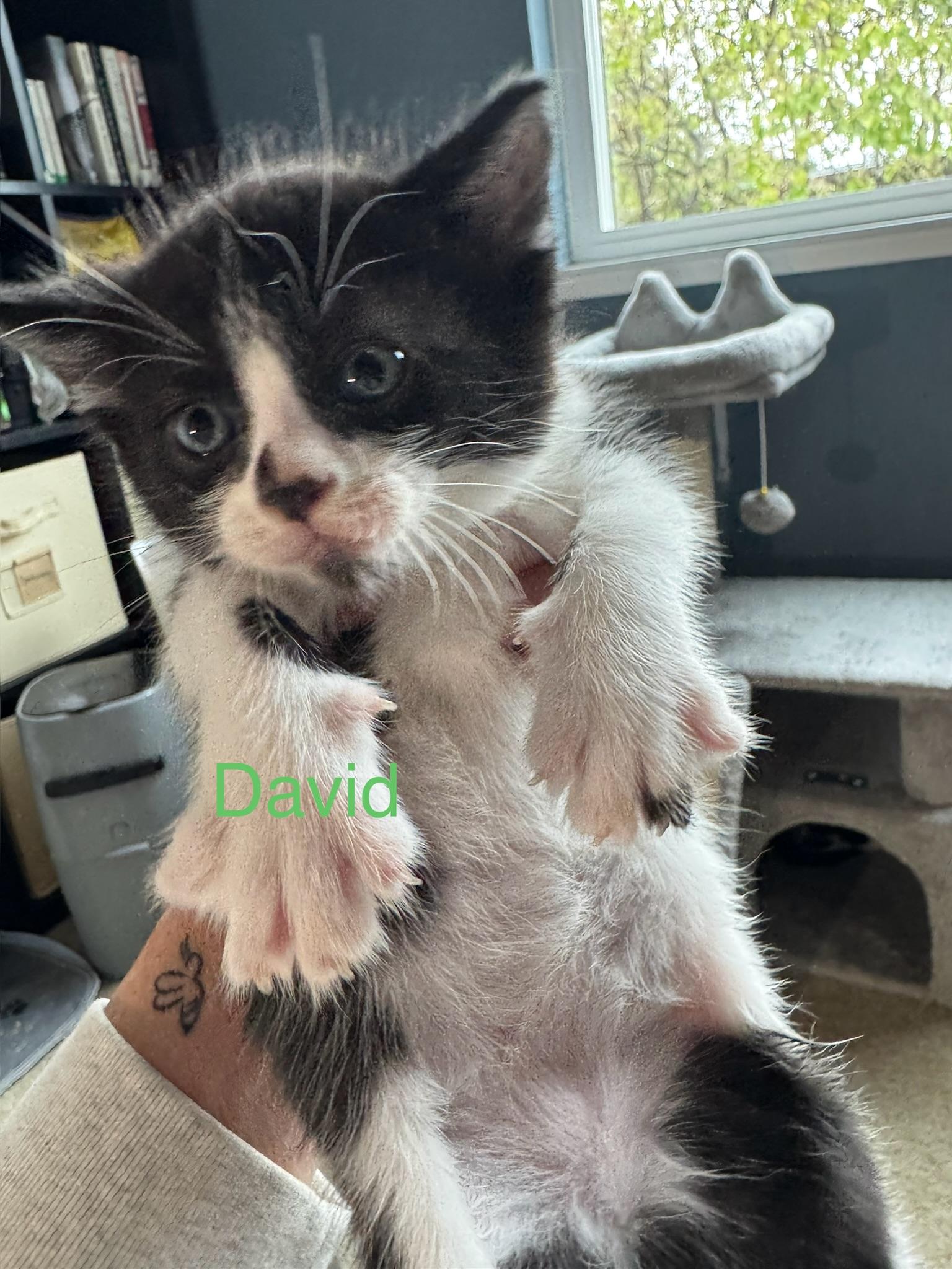 Enlarge Schitts Creek Litter: David & Alexis , an adopted mixed breed in San Francisco, CA image 5/6