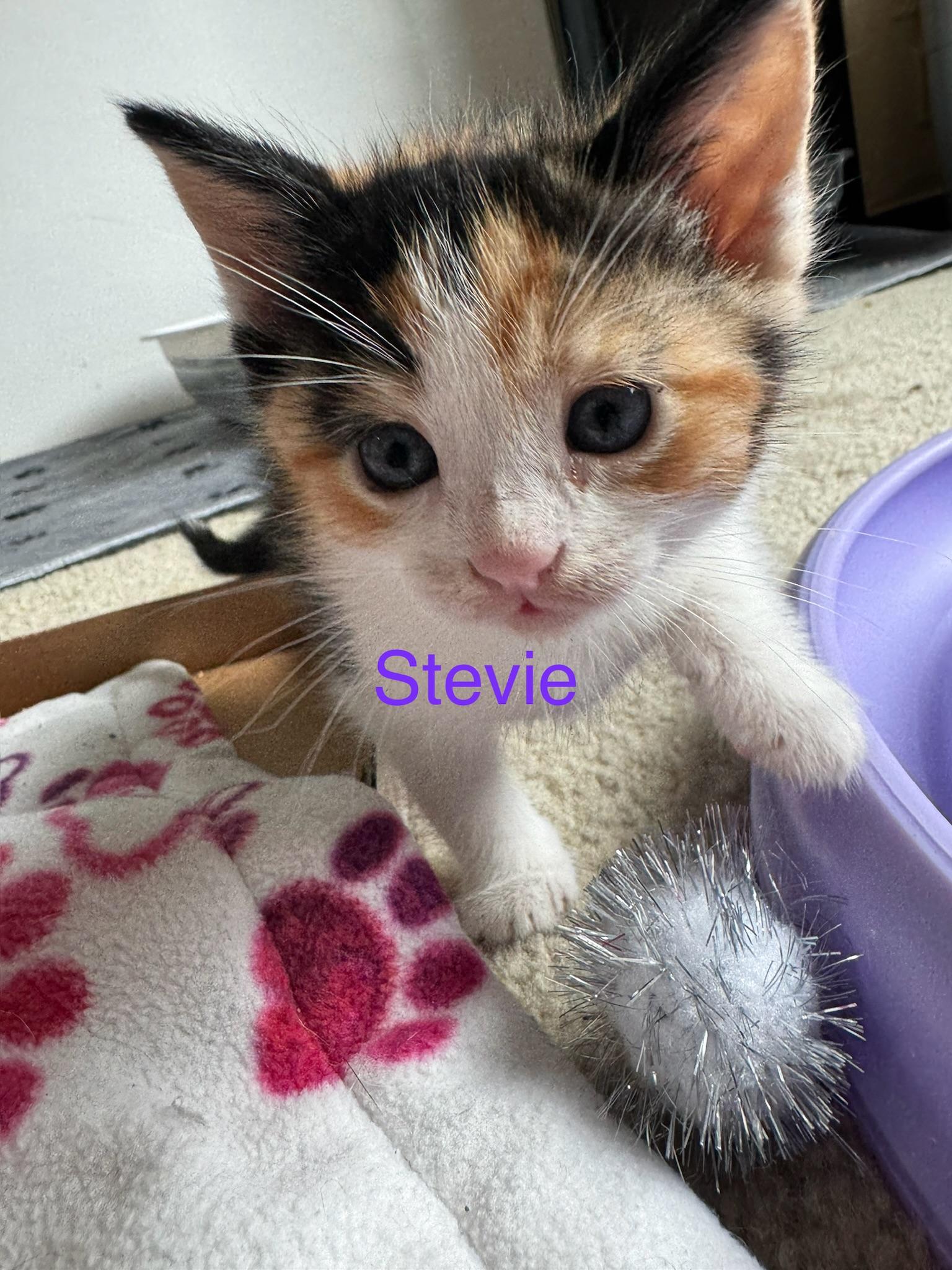 Enlarge Schitts Creek Litter: David & Alexis , an adopted mixed breed in San Francisco, CA image 6/6