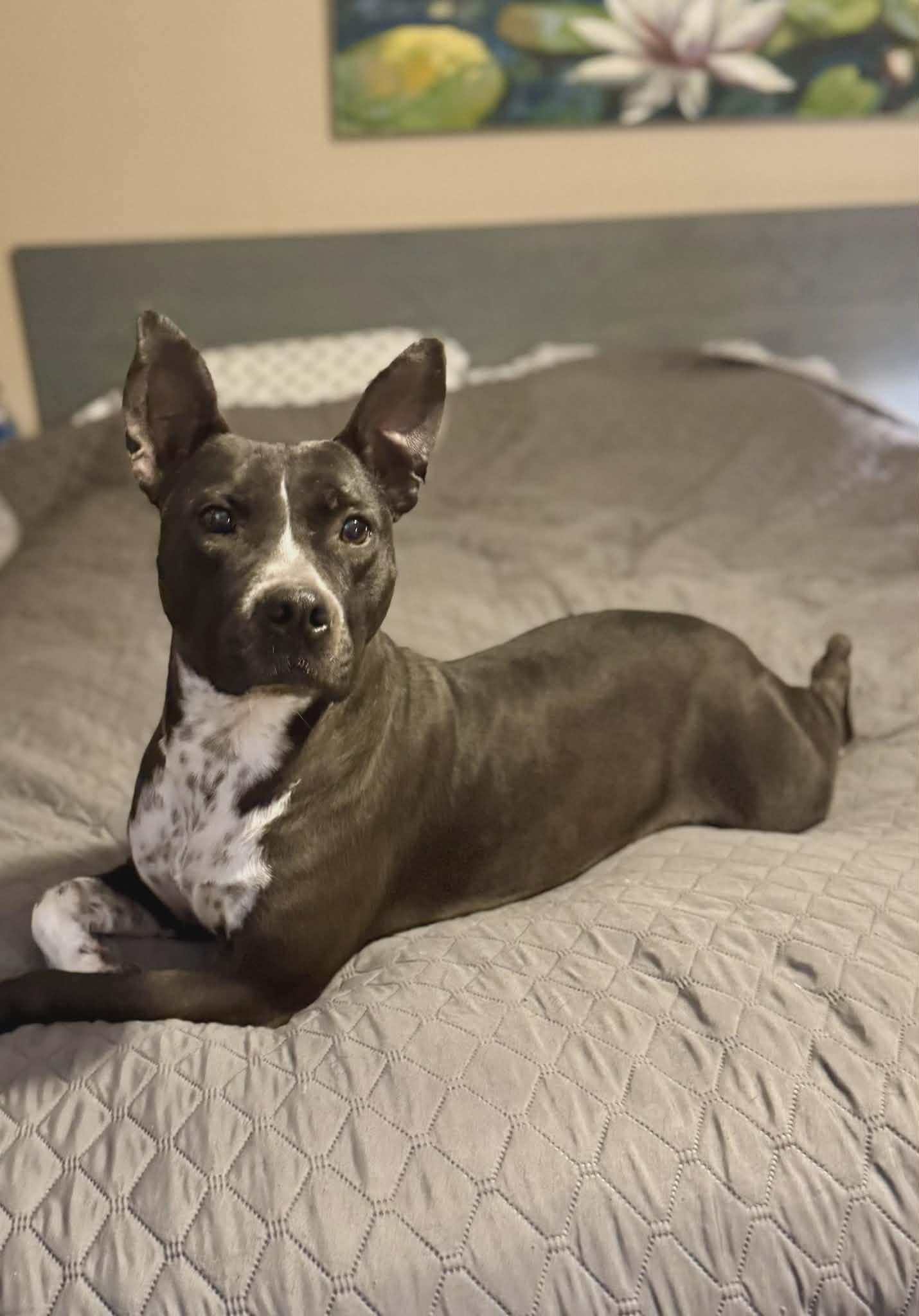 Enlarge Binti - (Scott - Fostered in TN), a Adoptable mixed breed in Brooklyn, CT image 3/6