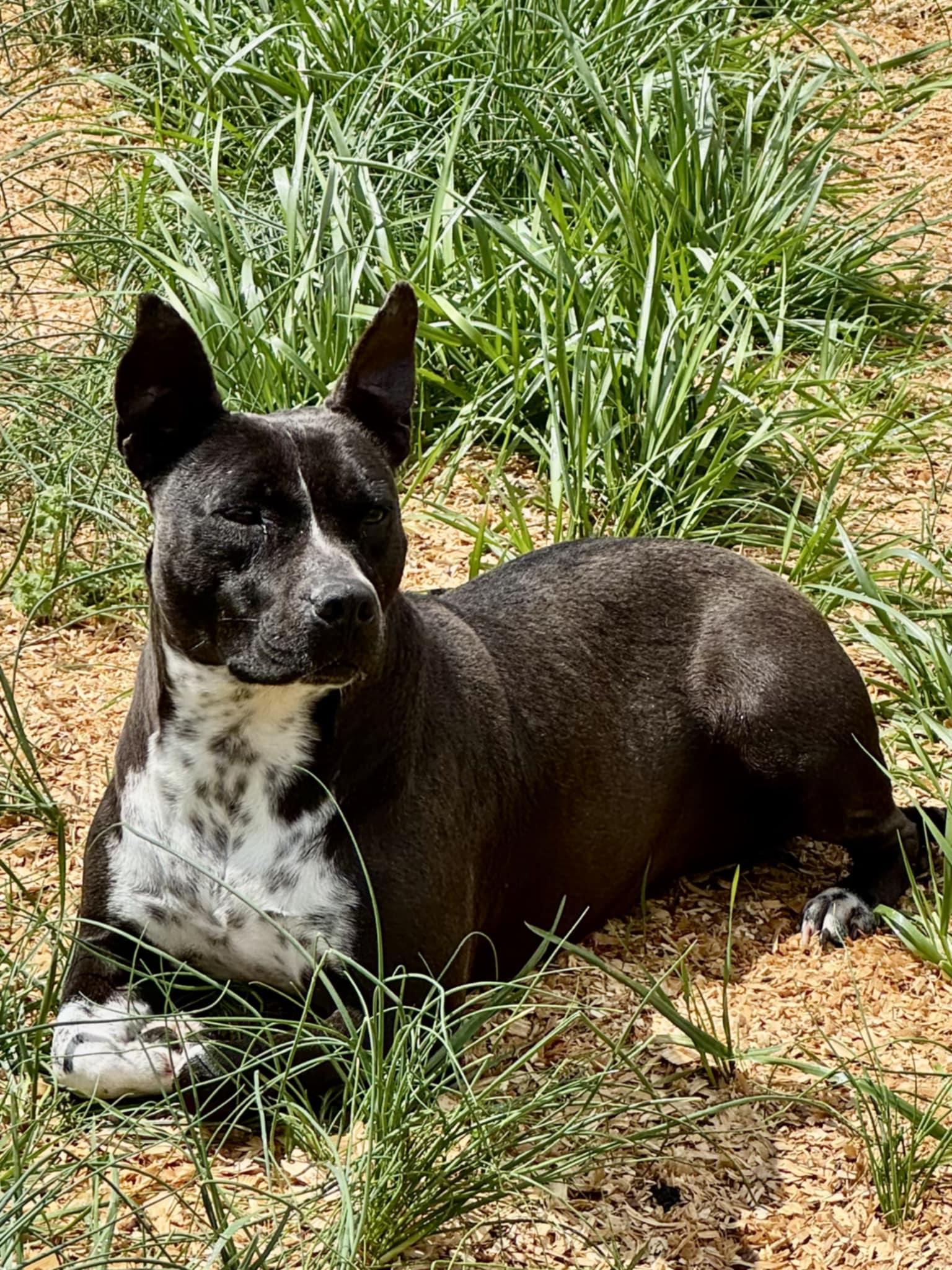 Enlarge Binti - (Scott - Local adoption), a Adoptable mixed breed in Brighton, TN image 1/6