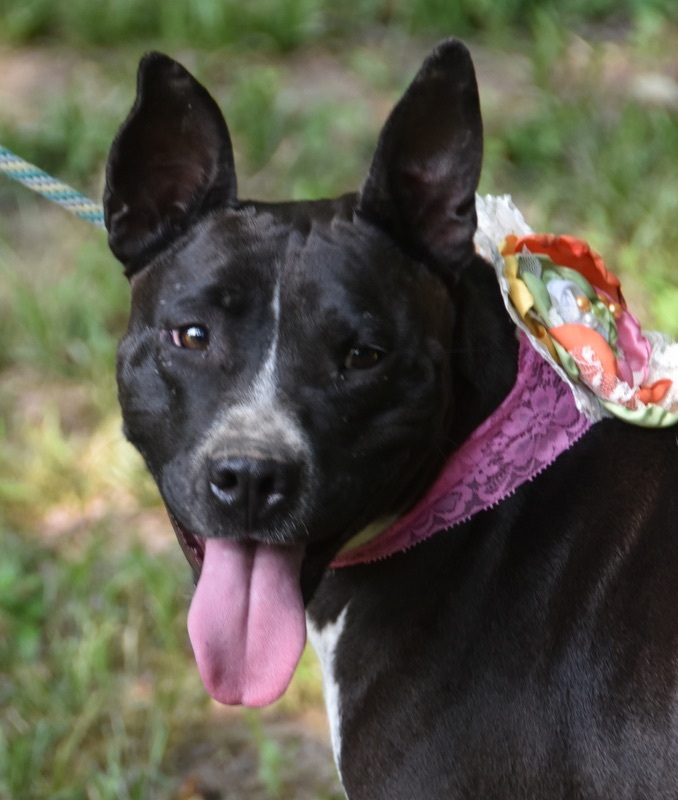 Enlarge Binti - (Scott - Local adoption), a Adoptable mixed breed in Brighton, TN image 4/6