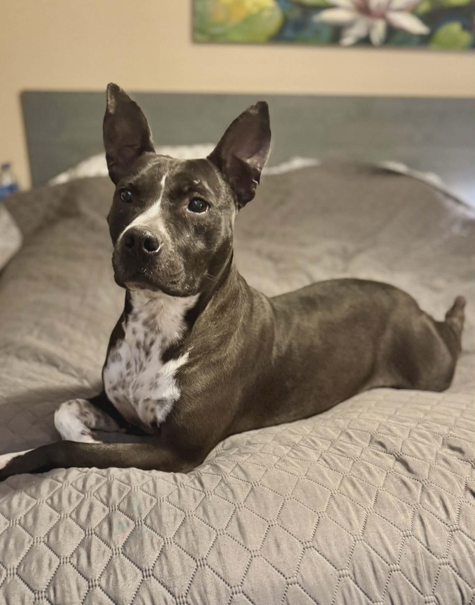 Enlarge Binti - (Scott - Fostered in TN), a Adoptable mixed breed in Brooklyn, CT image 5/6