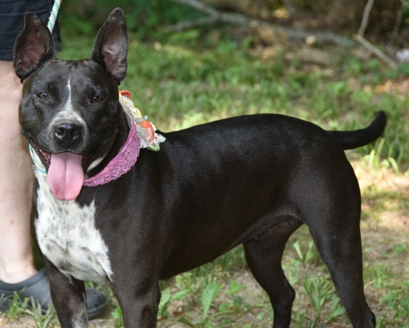Enlarge Binti - (Scott - Local adoption), a Adoptable mixed breed in Brighton, TN image 5/6