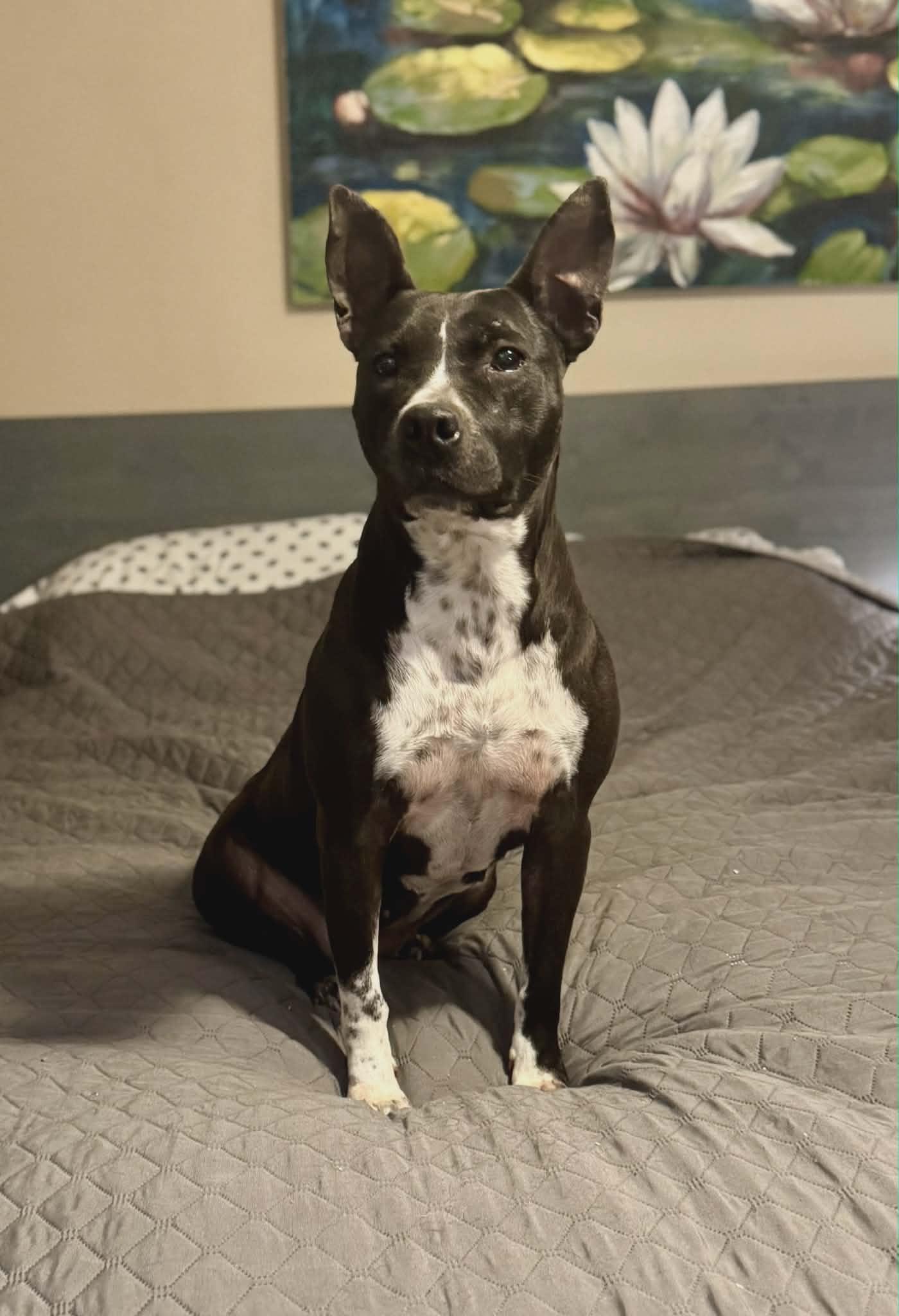 Binti - (Scott - Fostered in TN), Adoptable, Adult Female Pit Bull Terrier & Cattle Dog.