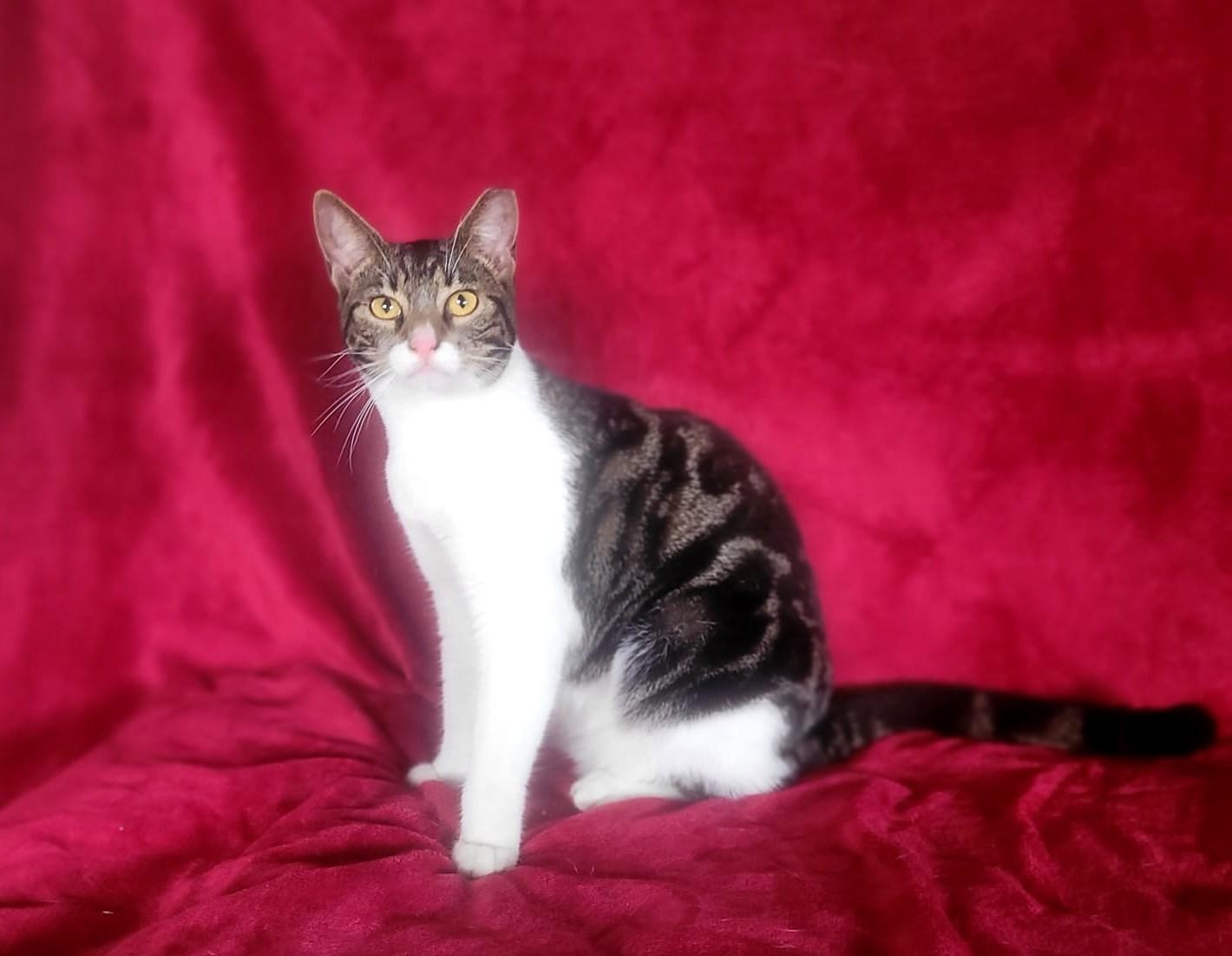 Paris, a ADOPTABLE Domestic Short Hair in Kearny, NJ image 4/6