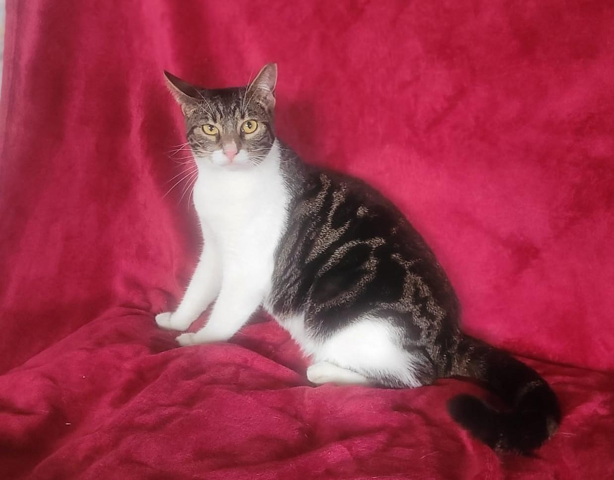 Paris, a ADOPTABLE Domestic Short Hair in Kearny, NJ image 3/6