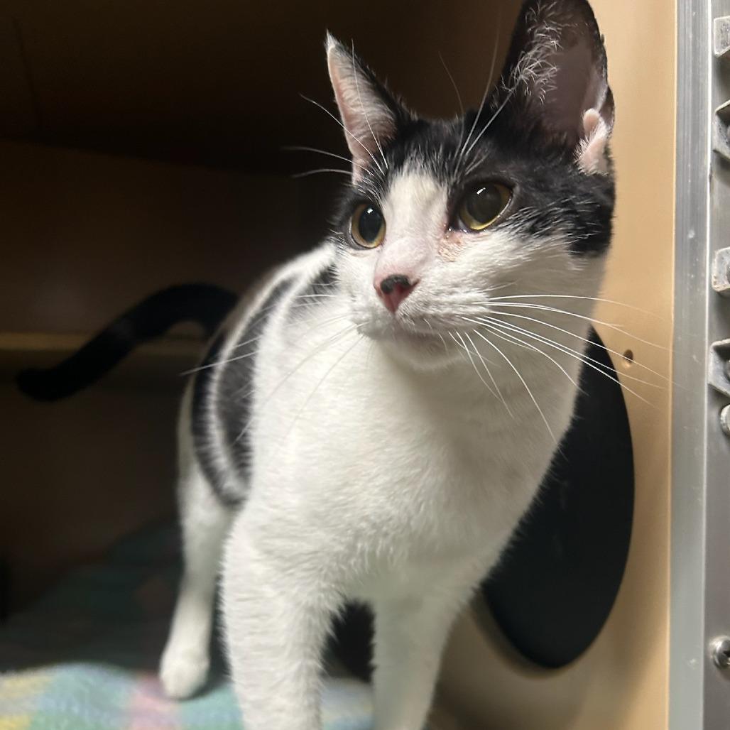 Mundi, Adoptable, Young Female Domestic Short Hair & Domestic Short Hair.