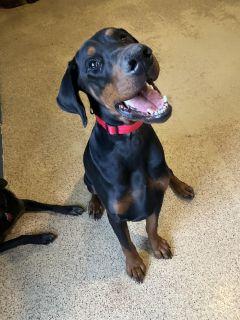 Enlarge FRANKIE (Dobie), an adopted Doberman Pinscher in Las Vegas, NV image 1/2
