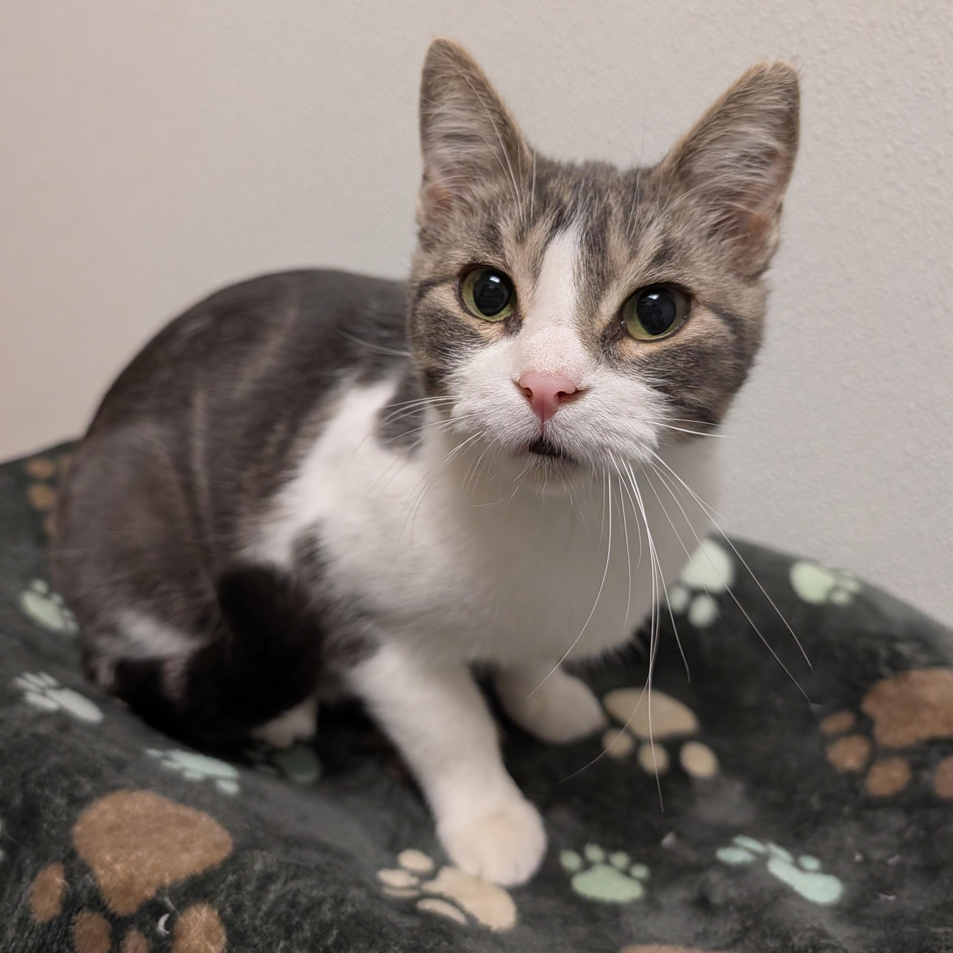 Enlarge Grace, a Adopted Domestic Short Hair in Rochester, MN image 1/1