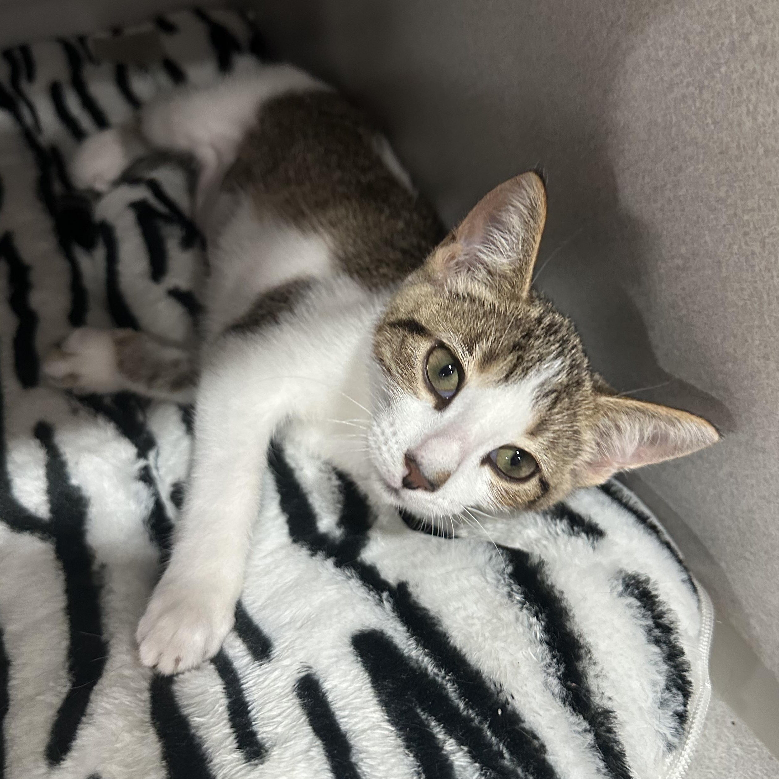 April, Adoptable, Young Female Domestic Short Hair.