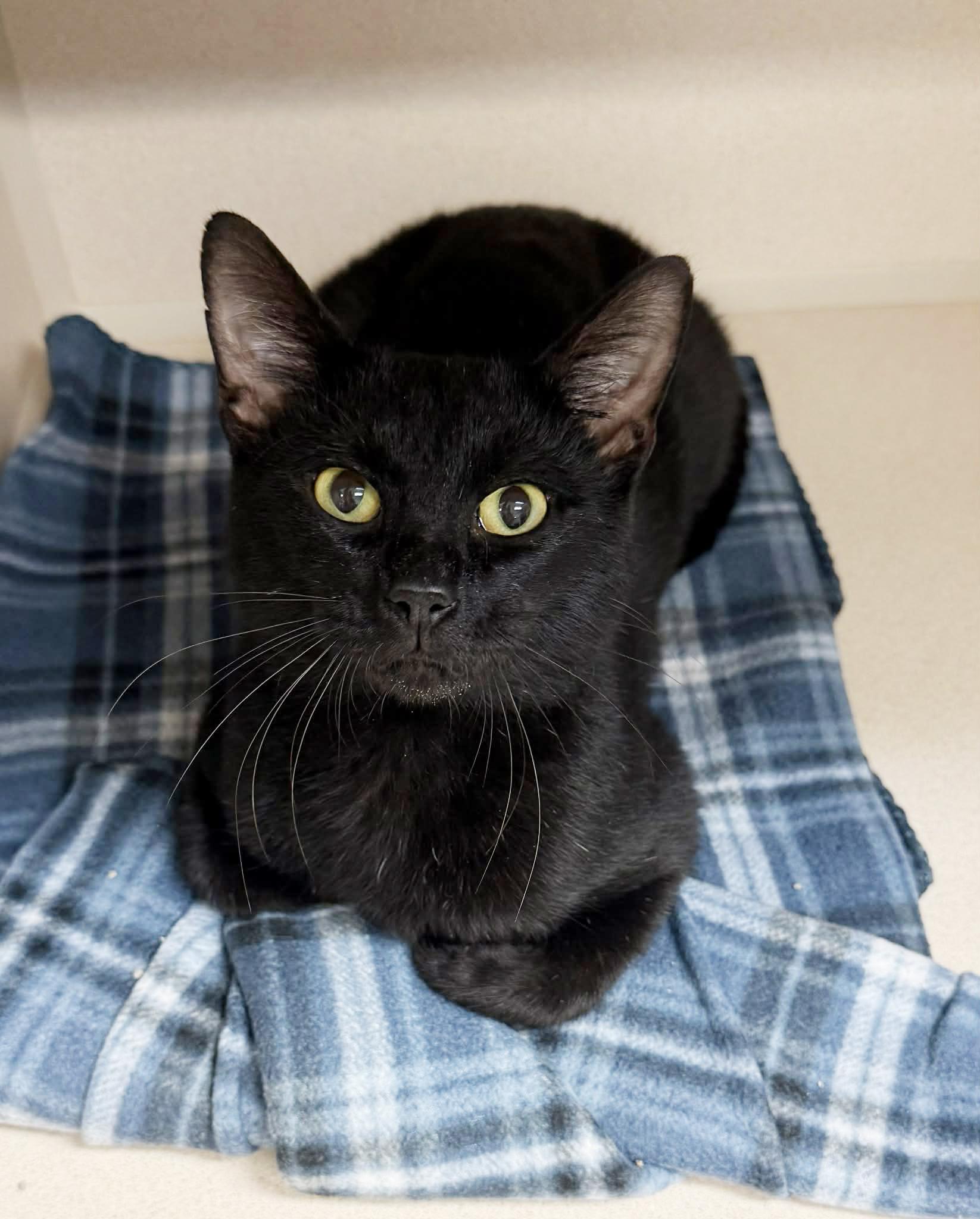 Tazzy is OBSESSED with loving YOU and DOGS too!  More pics videos coming but some below!