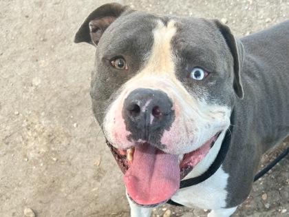 Beefcake, adopted, Adult Male Mixed Breed.