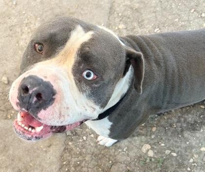 Beefcake, an adopted Mixed Breed in Georgetown, TX image 2/2