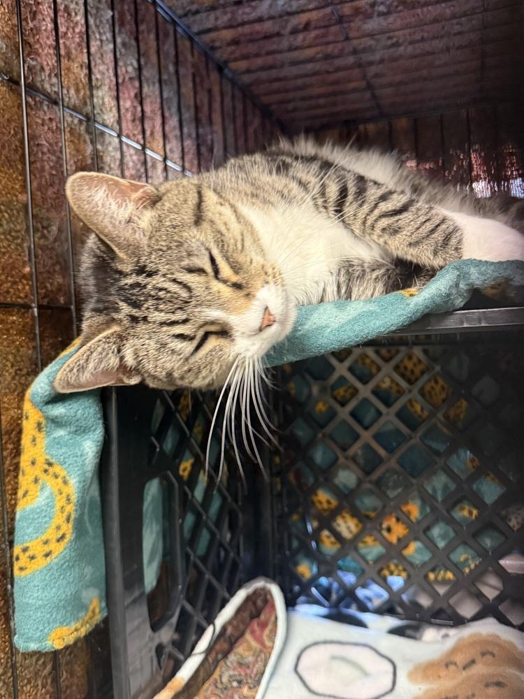 AC Allison, Adoptable, Adult Female Domestic Short Hair & Siamese.