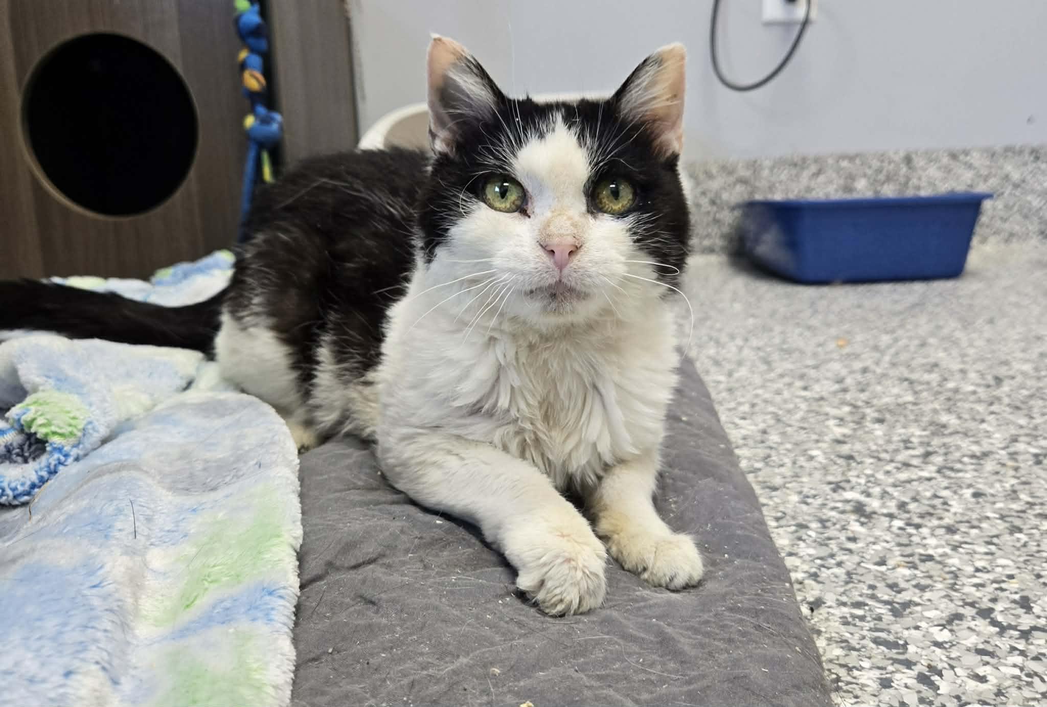 Linda, ADOPTABLE, Senior Female Domestic Short Hair.