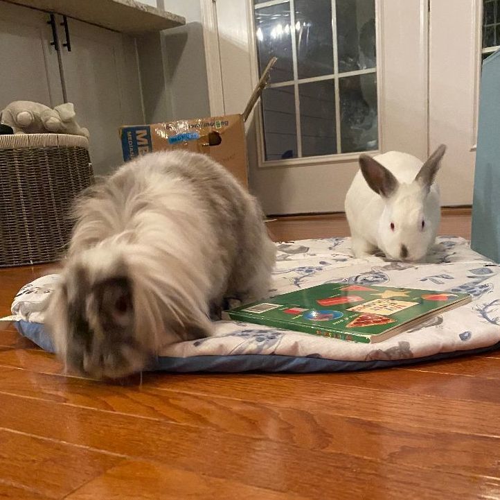Gunter (bonded to Carrots)*, Adoptable, Adult Male Lionhead & Lop Eared.