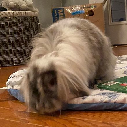 Gunter (bonded to Carrots)*, a Adoptable mixed breed in Upper Marlboro, MD image 2/4