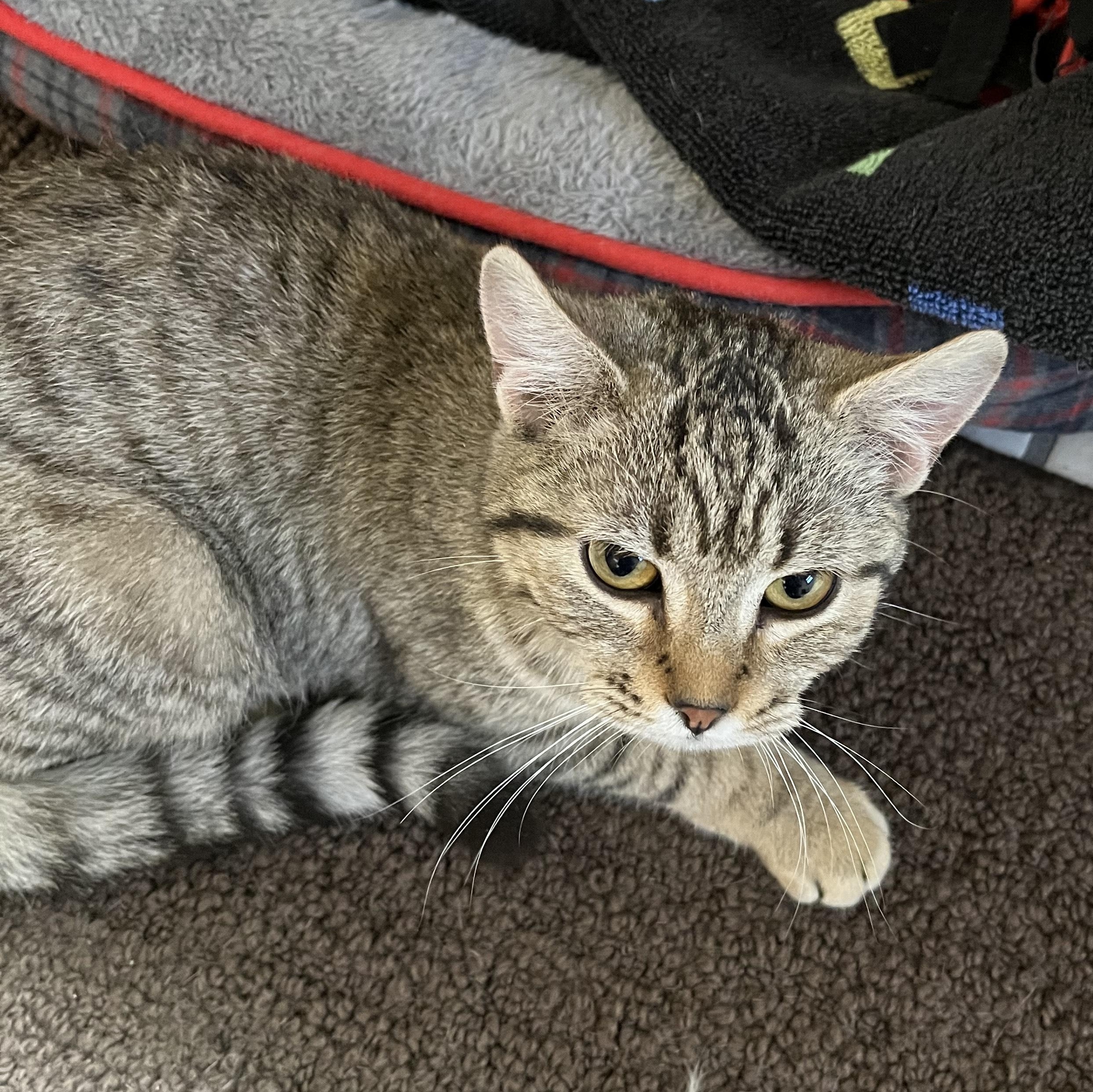 Enlarge Mocha, an adopted Domestic Short Hair in Tomah, WI image 3/6