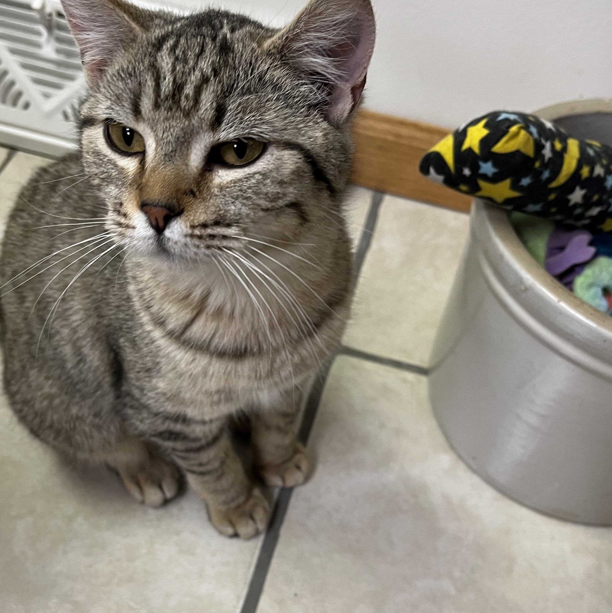 Enlarge Mocha, an adopted Domestic Short Hair in Tomah, WI image 1/6
