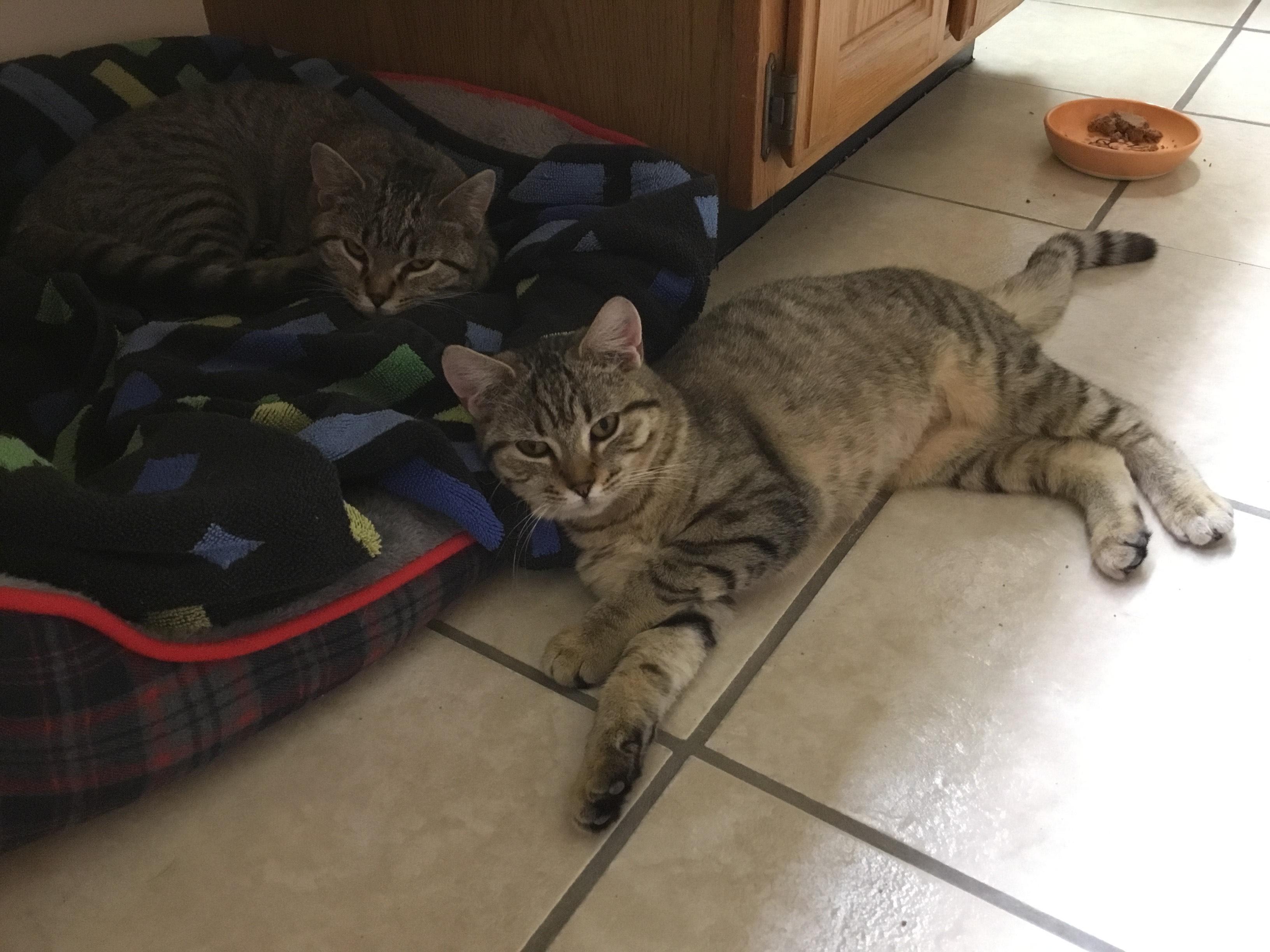 Enlarge Mocha, an adopted Domestic Short Hair in Tomah, WI image 6/6