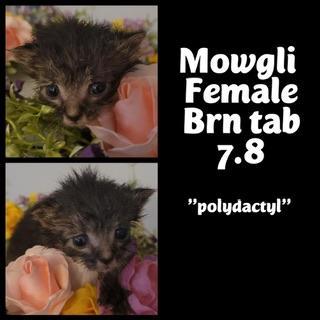Mowgli, Adoptable, Adult Female Maine Coon & Tabby.